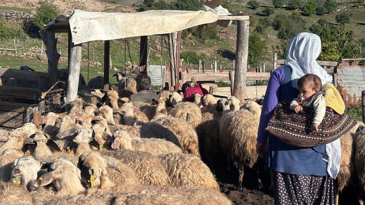 Yaylada başlayan lezzet sofralara ulaşıyor