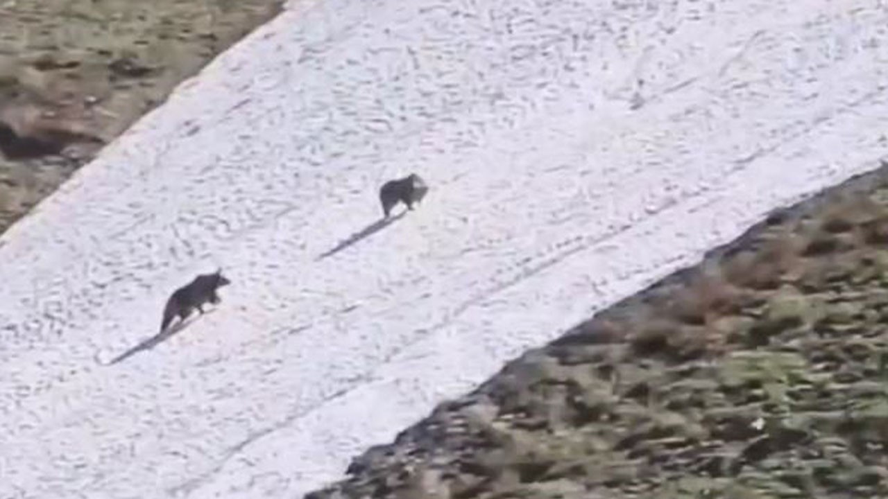 Yaylada eğlenceli anlar! Ayıların kar keyfi böyle görüntülendi