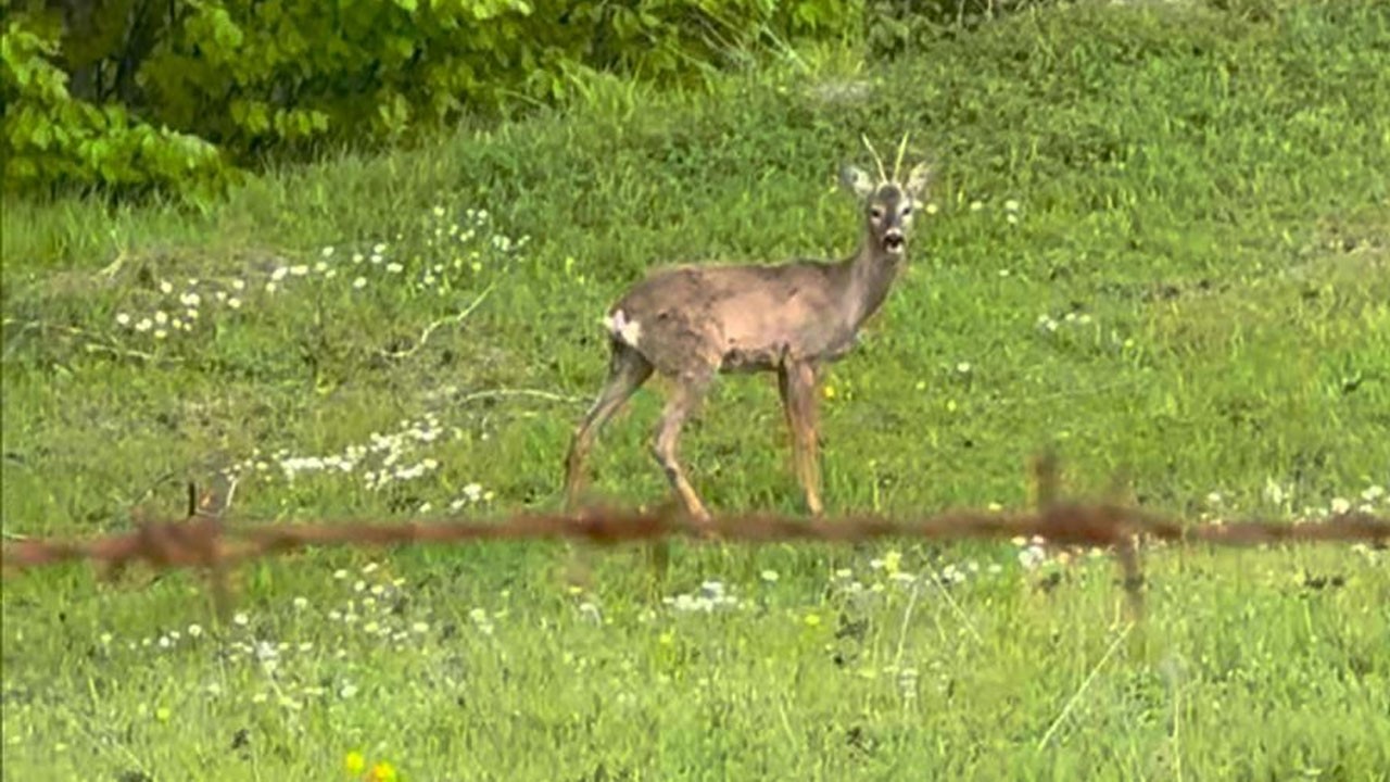 Yaylada otlayan karaca kameraya yansıdı