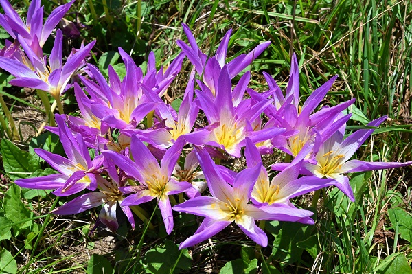 Yaylalar ‘göç’ habercileri ile süslendi