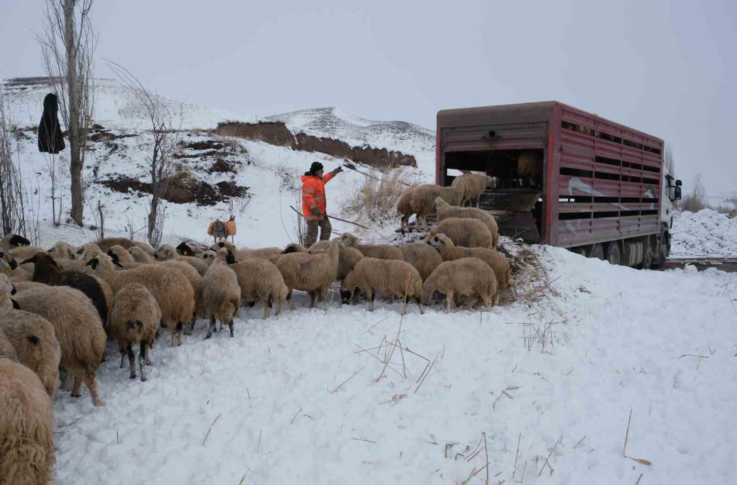 Yaylalara kış bastırdı! Koyun sürüleri geri dönüş yolunda