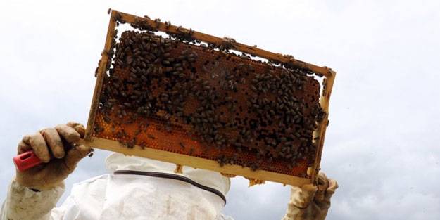 Yaylalarda bal mesaisi