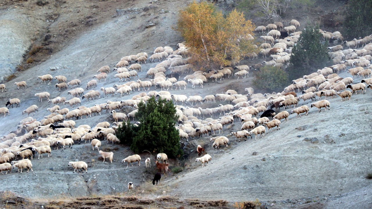 Yaylalarda sezon sona erdi! Göçerler dönüş yolunda