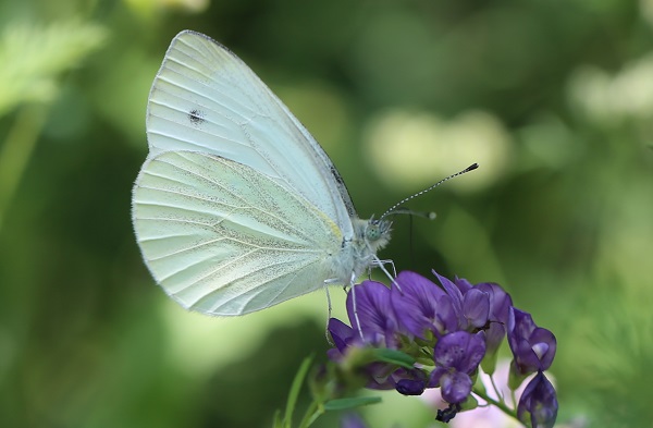 Yaz Ankara’da başka güzel