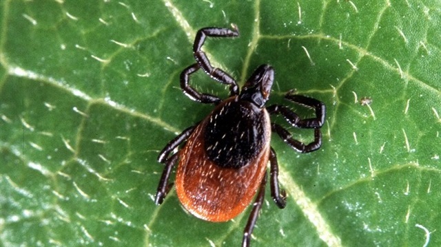 Yaz geldi keneye dikkat