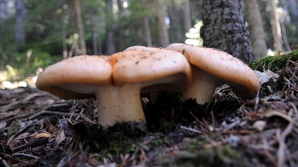 Yaz geldi ölümler arttı! Siz siz olun ağzınıza sürmeyin