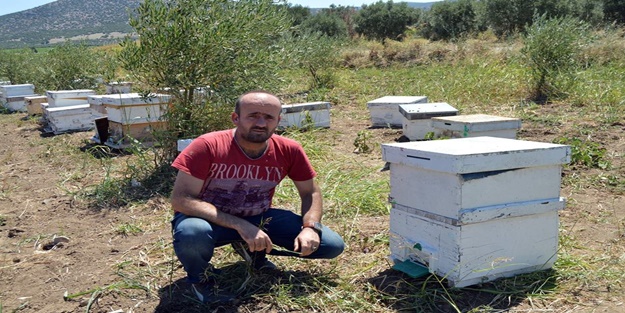 Yazık! 3 milyon arıyı bilerek telef ettiler