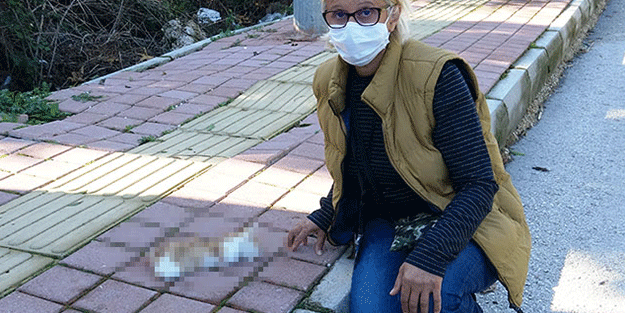 Yazıklar olsun! Yavru kedi bacakları ve kuyruğu kesilmiş halde ölü bulundu
