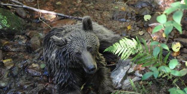 Yediği yiyecekten zehirlenen ayı tedavi edildi