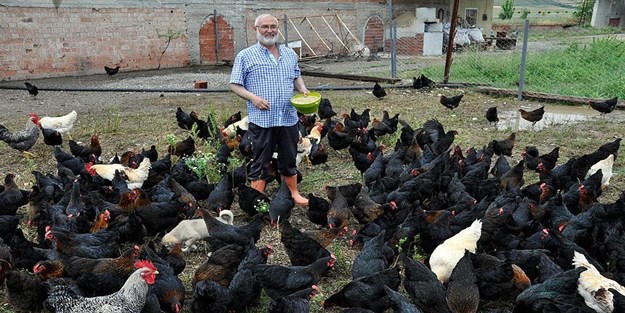 Yediği yumurtaları beğenmeyince tavuk çiftliği kurdu