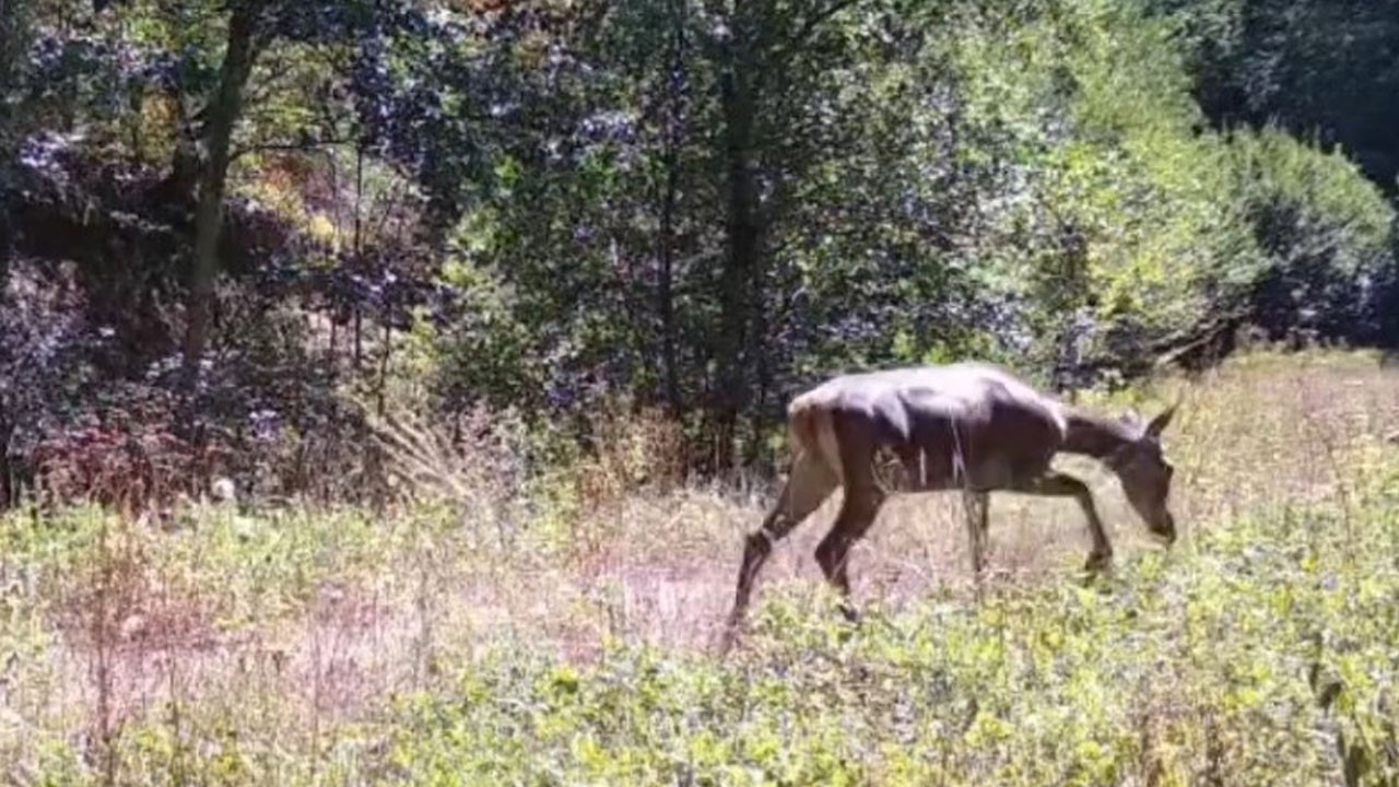 Yedigöller’de kızıl geyikler objektife takıldı