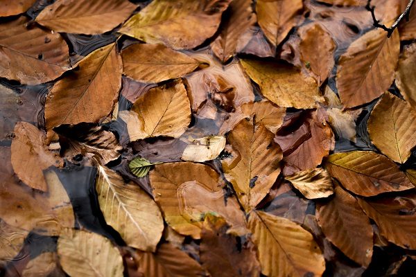 Yedigöller'den kartpostallık kareler