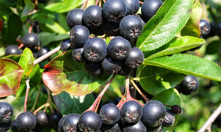 Yedikçe kanser hücreleriniz ölüyor