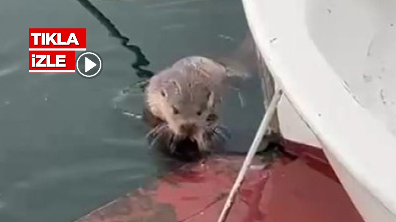 Yedikçe keyiflendi! Nesli tükenmekte olan hayvanı elleriyle besledi