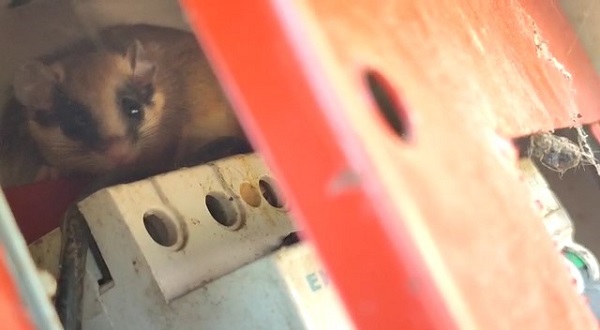 Yediuyur Bolu'da görüntülendi