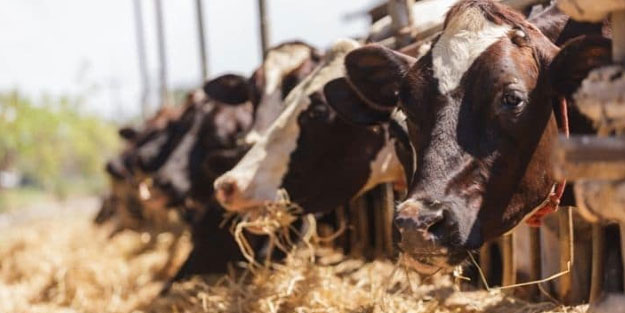 Yem fiyatları son dakika: Yemin çuvalı ne kadar oldu? Yeme zam mı geldi?