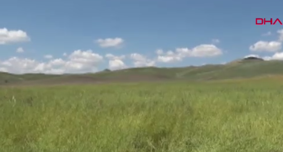 Yem şalgamında ilk hasat yapıldı! Az suyla verim sağlandı, üretici memnun