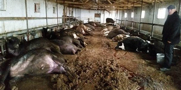 Yem vermek için gitti, gözlerine inanamadı