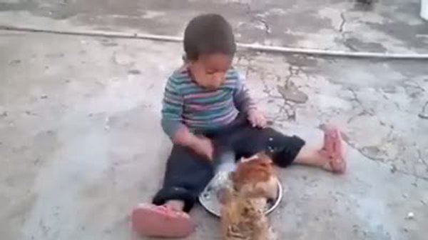 Yemeğini tavuklara kaptıran çocuk