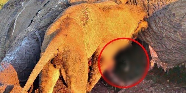 Yemeğini yiyen aslan öyle bir sürprizle karşılaştı ki!