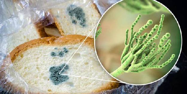 Yiyeceğinizde küf bulursanız ne yapmalısınız?