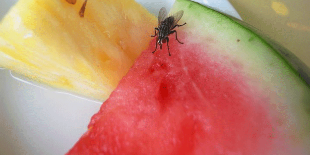 Yemeğinize sivrisinek konarsa hemen bırakın! Yoksa...