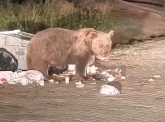Yemek arayan ayıya konser verdi