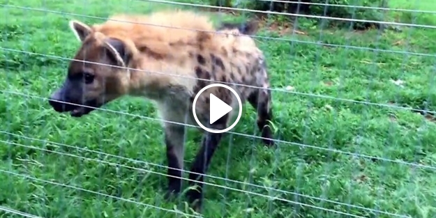 Yemek bekleyen sırtlanın sinir bozucu sesi