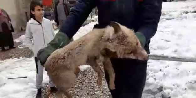 Yemek bulmak için şehre inen tilki mahsur kaldı