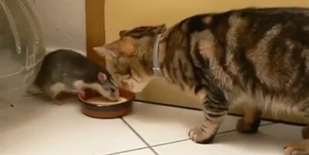 Yemek kavgası hiç bu kadar sevimli olmamıştı!