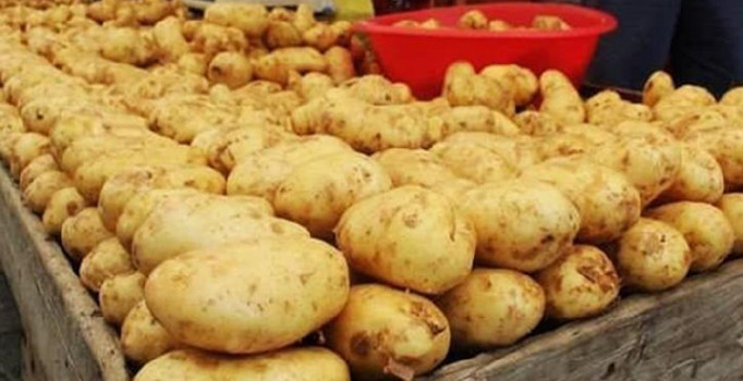 Yemeklik patateste 60 bin ton rekolte bekleniyor