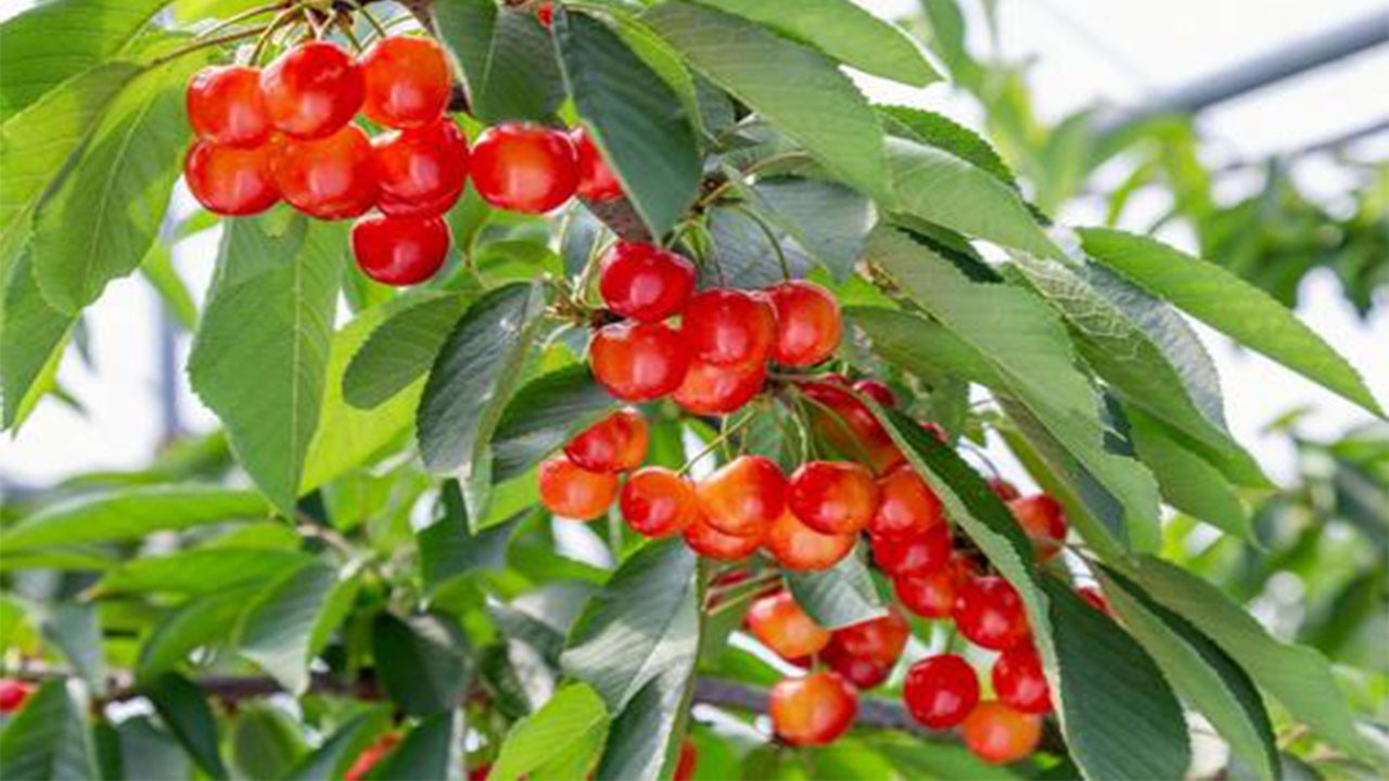 Yemeye kıyamaz insan Bir tane kiraz 7 bin lira