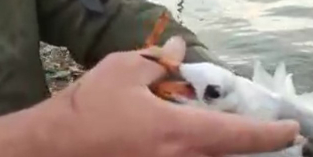 Yemi havada yakalayan martı oltaya takıldı!