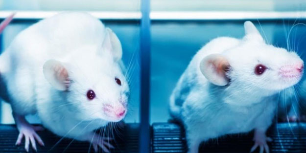 Yeni Araştırma ortaya çıkardı: Farelerdeki duyma yetisi normalüstüne çıkarıldı!