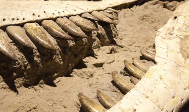 Yeni bir dinozor türü bulundu