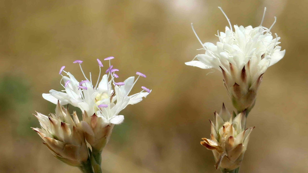 Yeni bir endemik bitki keşfedildi!