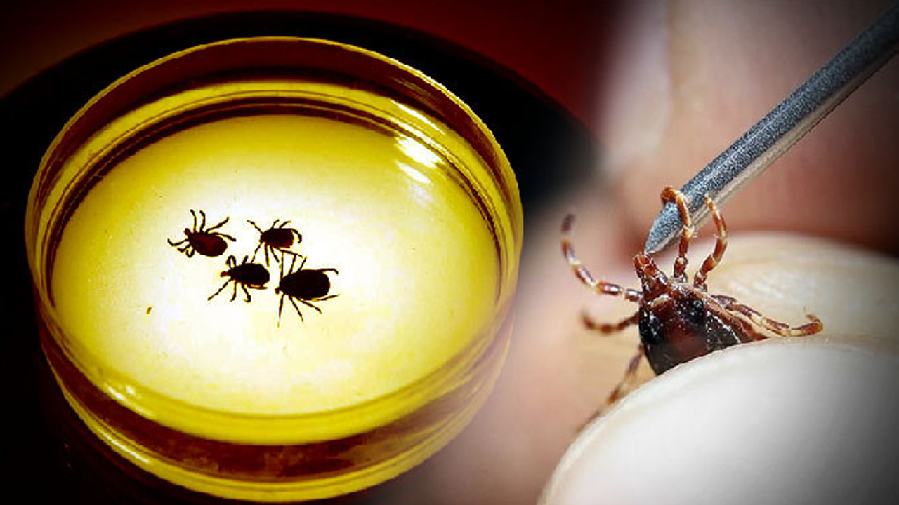 Yeni bir kene kaynaklı virüs keşfedildi!