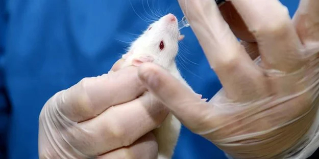 Yeni bir koronavirüs tespit edildi! Kemirgenler arasında hızla yayılıyor