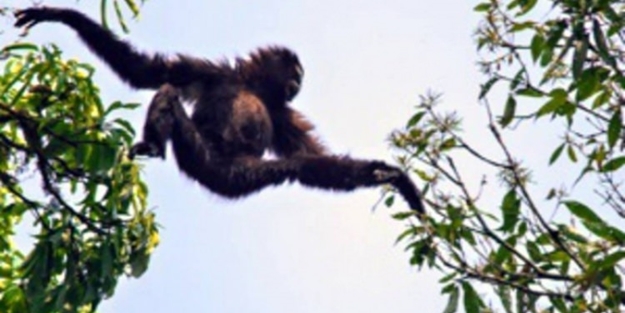 Yeni bir şebek türü keşfedildi!