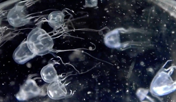 Yeni bir tür keşfedildi!