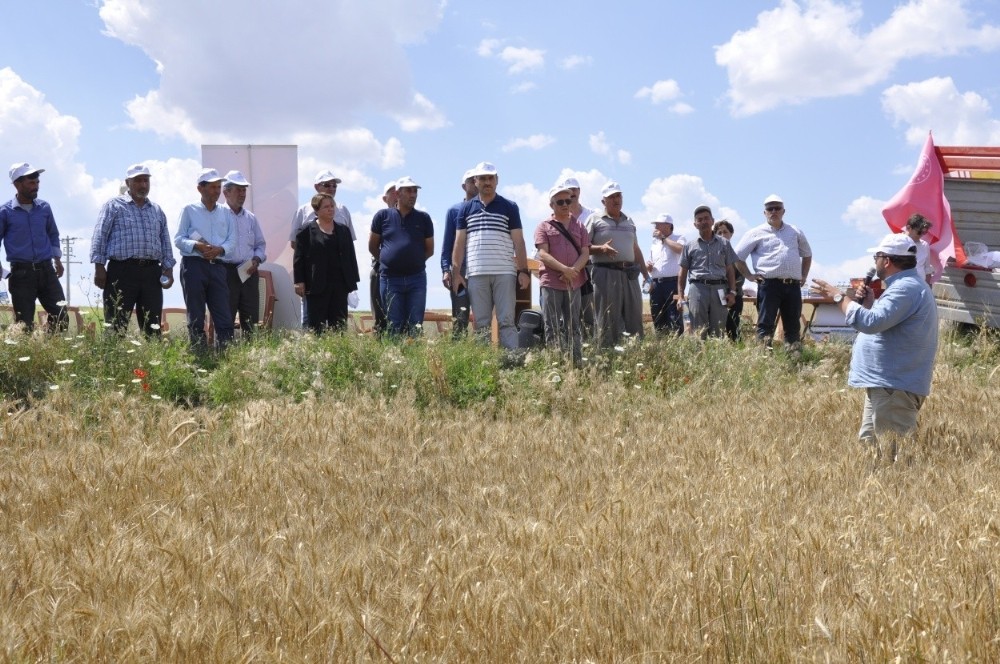 Yeni buğday çeşitleri ’Mesut’ ve ’Reis’ için tarla günü düzenlendi 