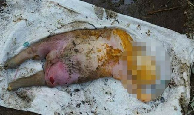 İnsan yüzlü kuzuyu görenler şaşırdı!