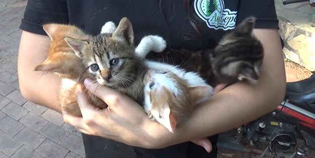 Yeni doğan yavru kediler yanmaktan son anda kurtarıldı