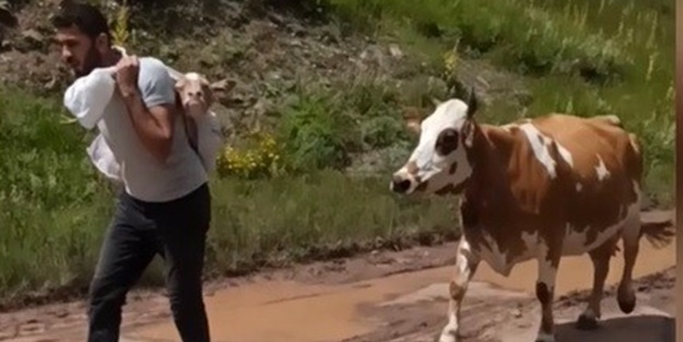 Yeni doğan yavrusunu bir an bırakmayan inek duygulandırdı!