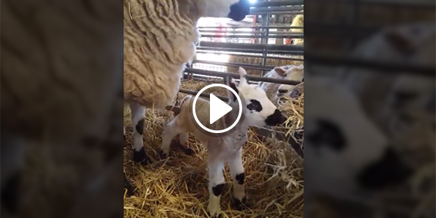 Yeni doğmuş kuzunun şaşkın bakışları!