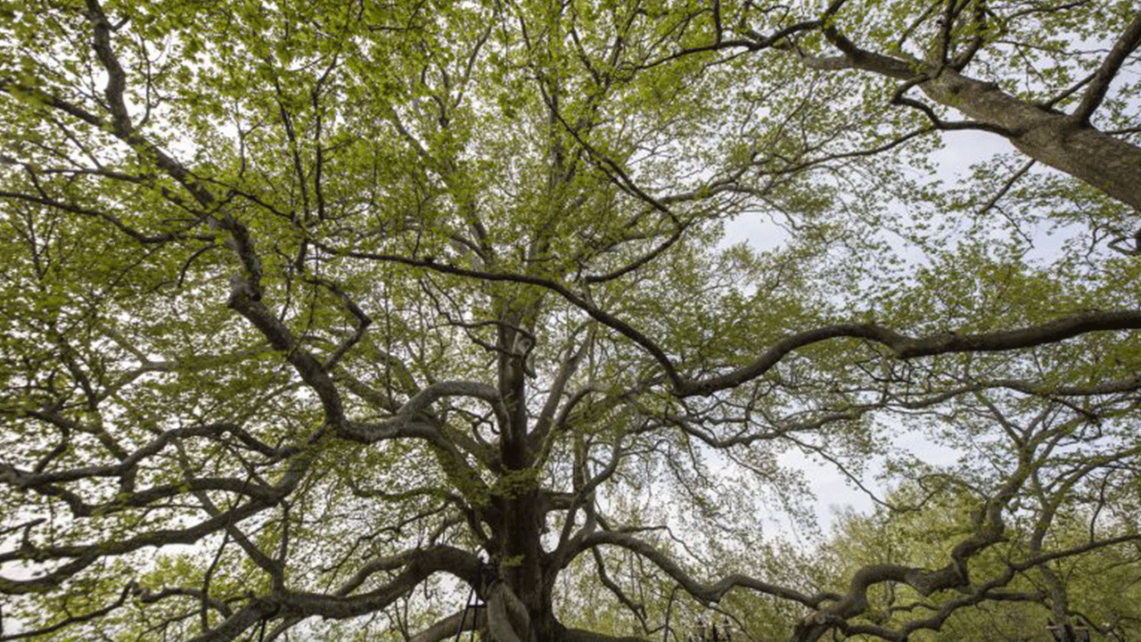 Yeni dönem başlayıp her şey değişti! İncil'de geçen şifalı kayıp ağaç bulundu: Peki nedir nerede kullanılır?