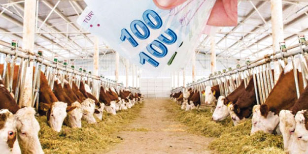 Yeni hayvancılık projelerine 37 milyon liralık hibe