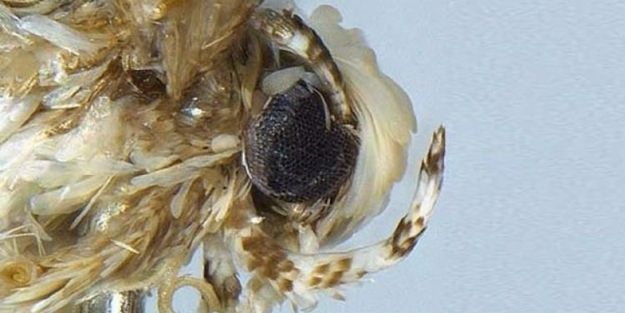 Yeni keşfedildi! Trump'ın adını verdiler