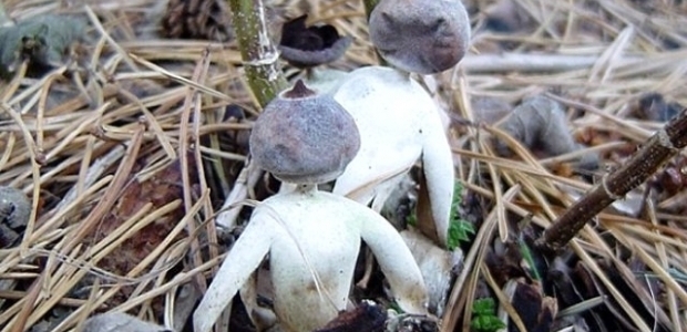 Adama benzeyen mantar türü keşfedildi&nbsp;