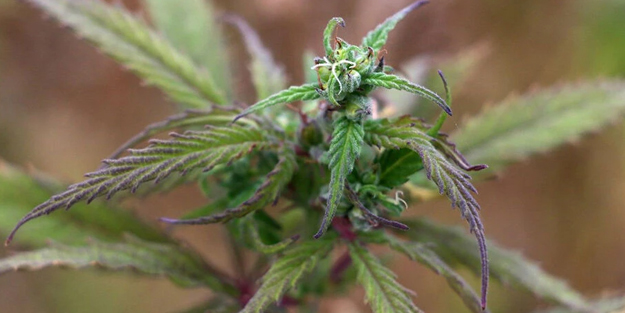 Yeni keşif! Esrarın iki katı etkisi keşfedildi: Çeşitli ağır metal biriktirdi! Gücünü tüm dünyaya gösterdiler